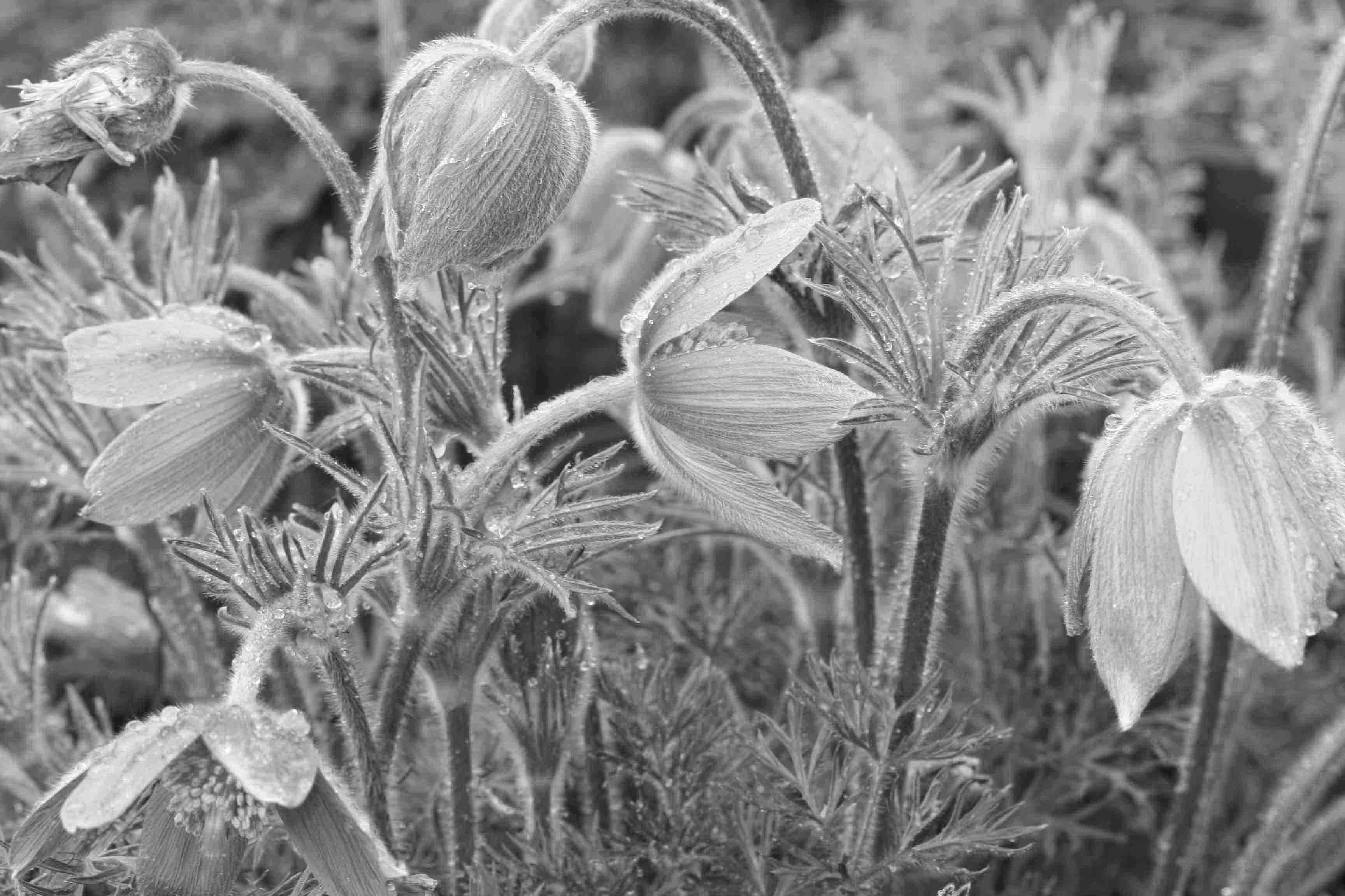 Stefan Leppert, Kuhschelle