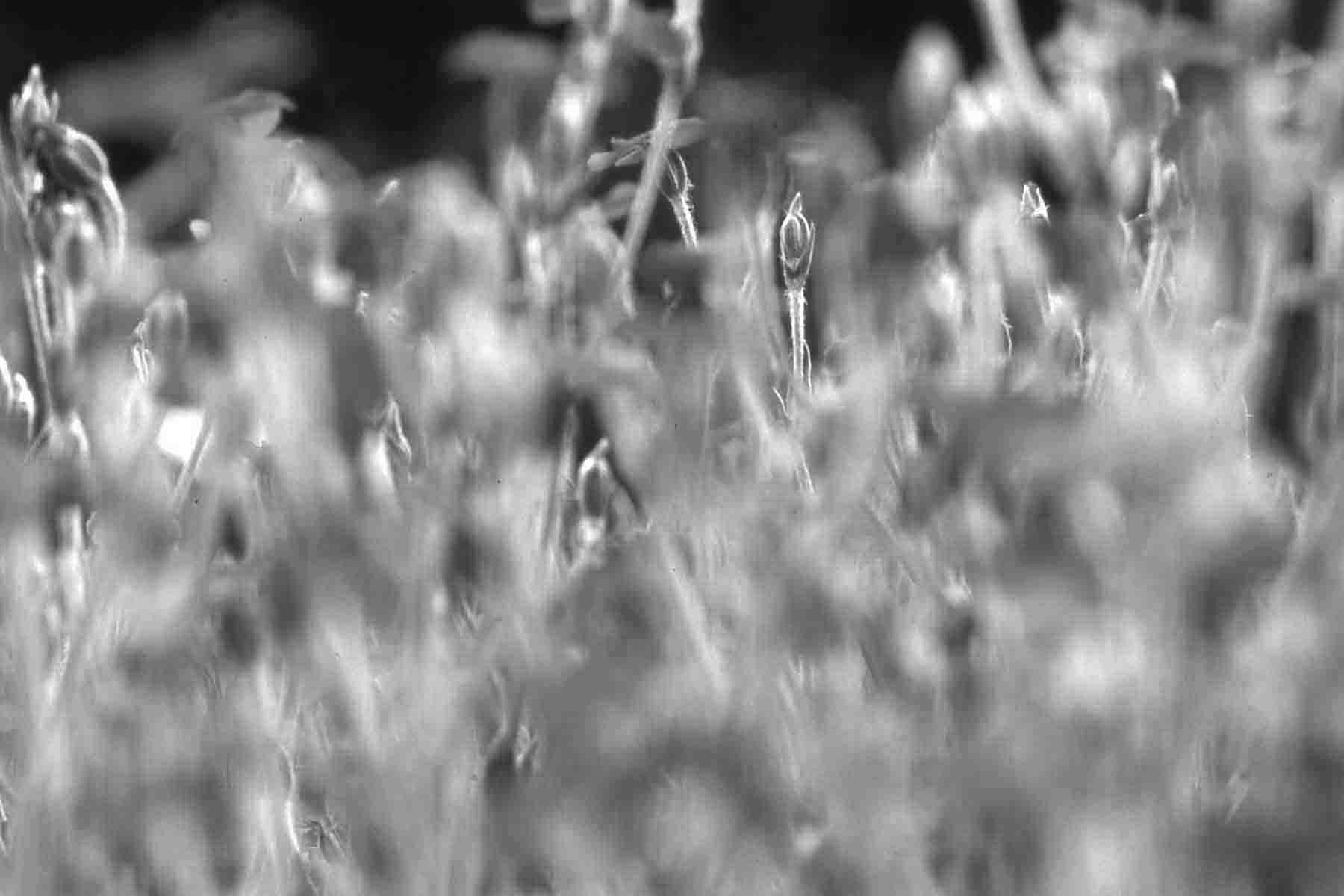 Stefan Leppert, Nelken