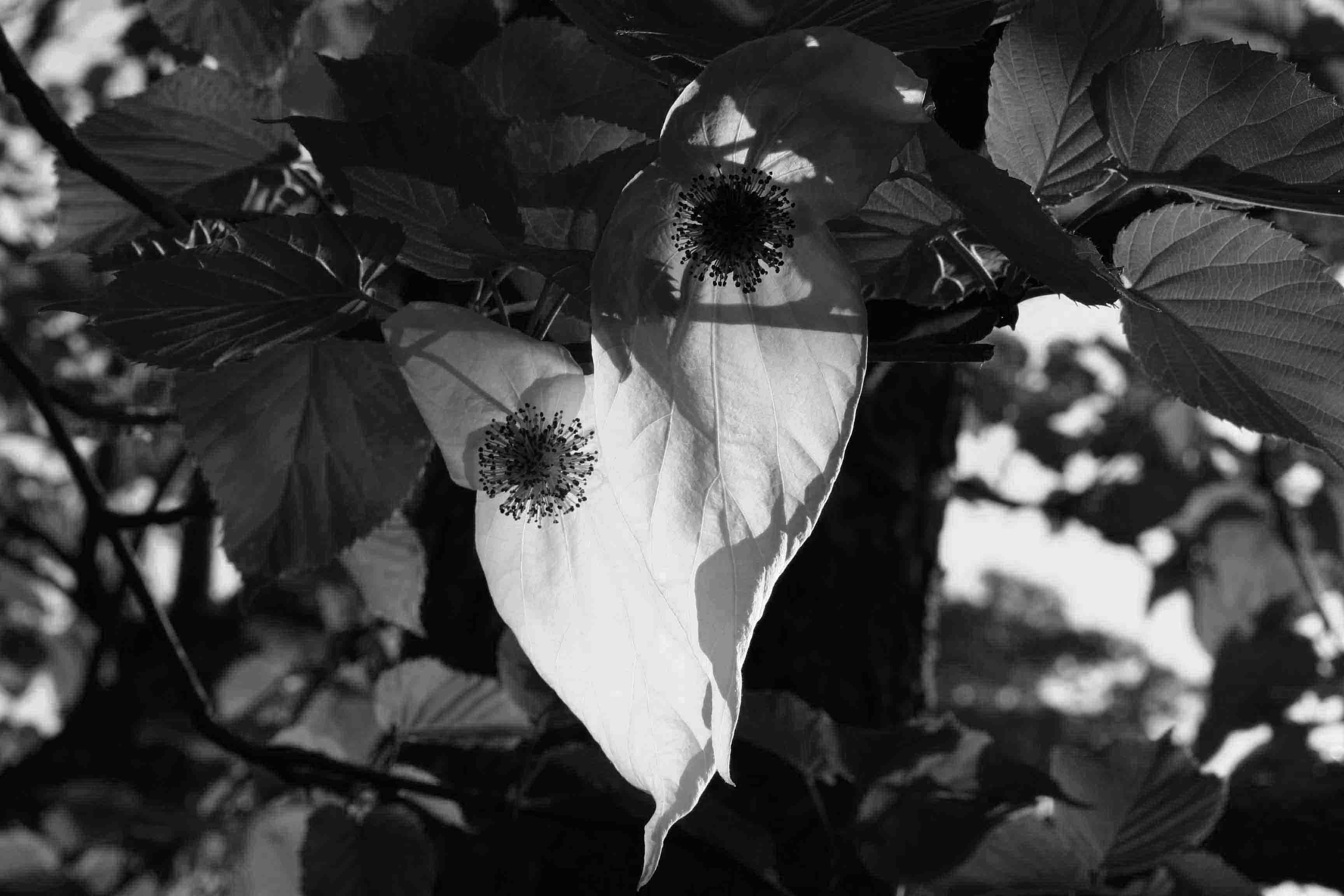 Stefan Leppert, Taschentuchbaum