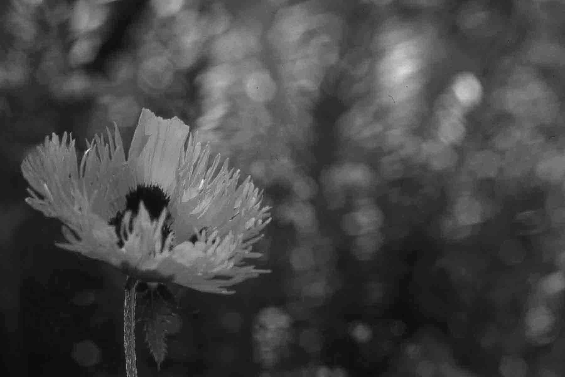 Stefan Leppert, Trkenmohn